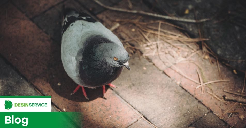 Como espantar pombos de forma ecológica
