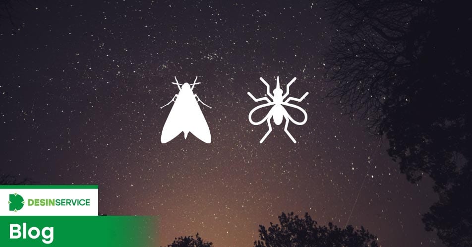 Dicas simples para manter os insetos noturnos longe