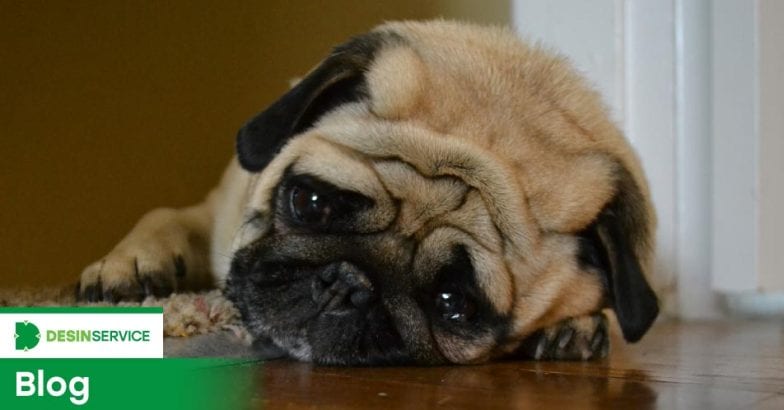 Animal picado por inseto: o que fazer?