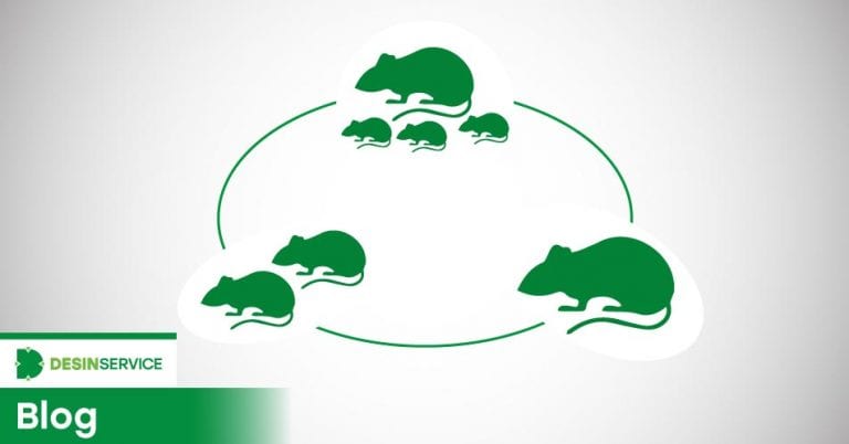 Ciclo de vida dos ratos pode dificultar o controle de pragas