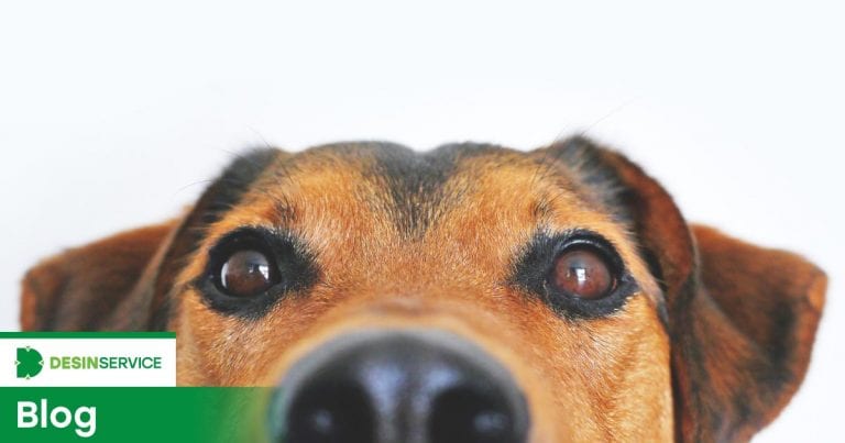 5 cuidados com animais domésticos após a dedetização