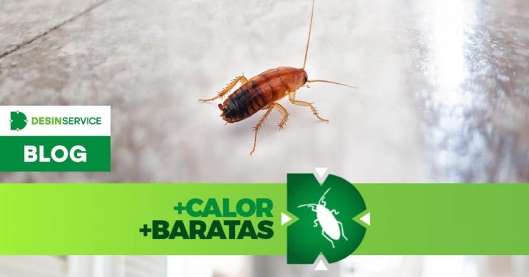 BARATAS: o que você precisa saber para acabar com elas