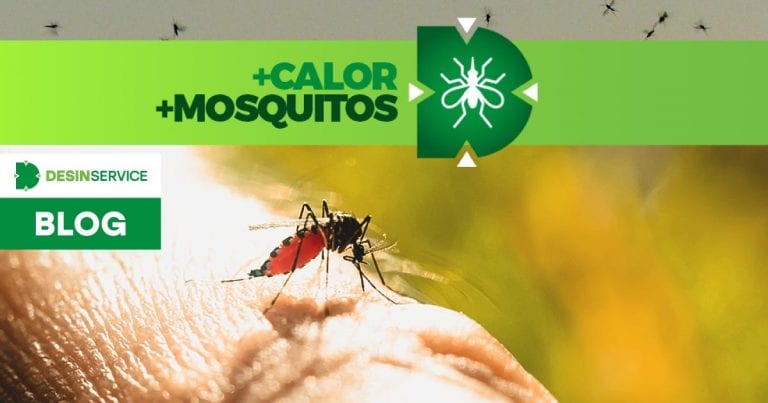 MOSQUITOS: o que você precisa saber para acabar com eles