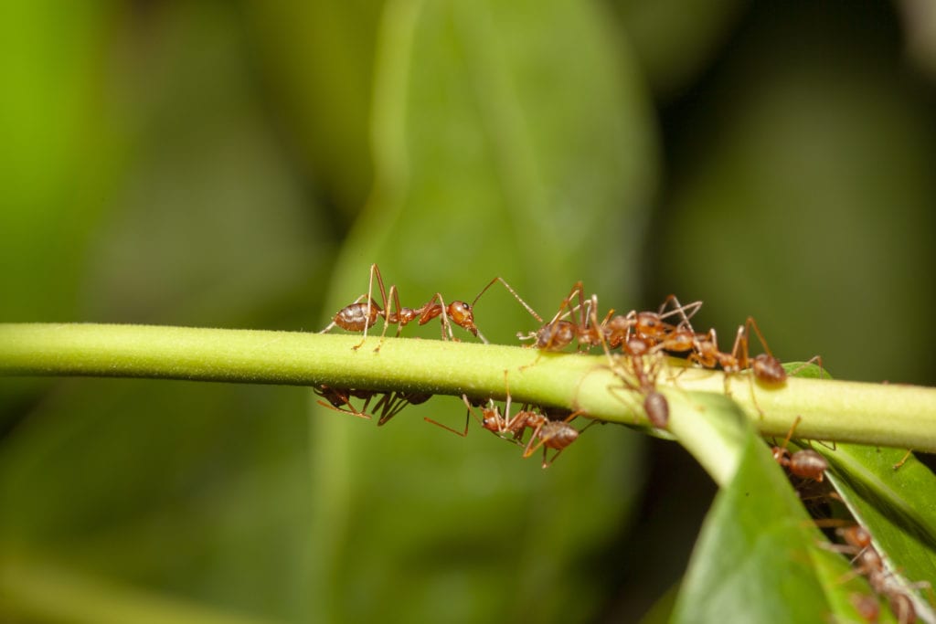 Além do prejuízo nas lavouras e na produção agrícola, as formigas também oferecem risco na cidade