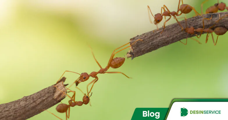 Descubra como eliminar formigas com dicas de especialistas