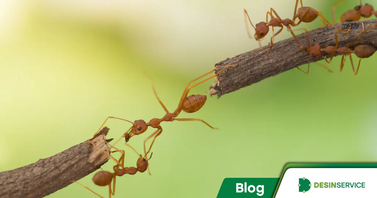 Descubra como eliminar formigas com dicas de especialistas