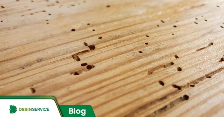 Quer saber se tem cupim no local? Confira 5 sinais de infestação