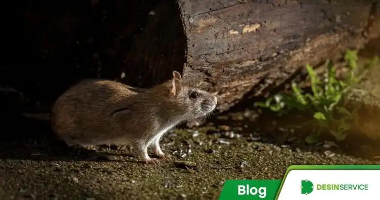 Ratazana gigante” é retirada de esgoto após tempestade e assusta