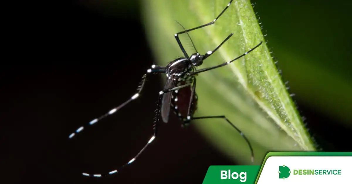 7 fatos sobre a dengue que vão te surpreender