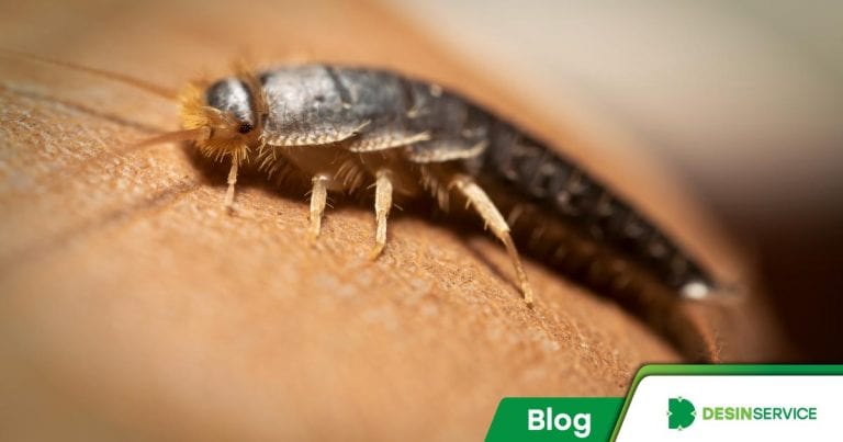 3 coisas que você precisa saber sobre as traças