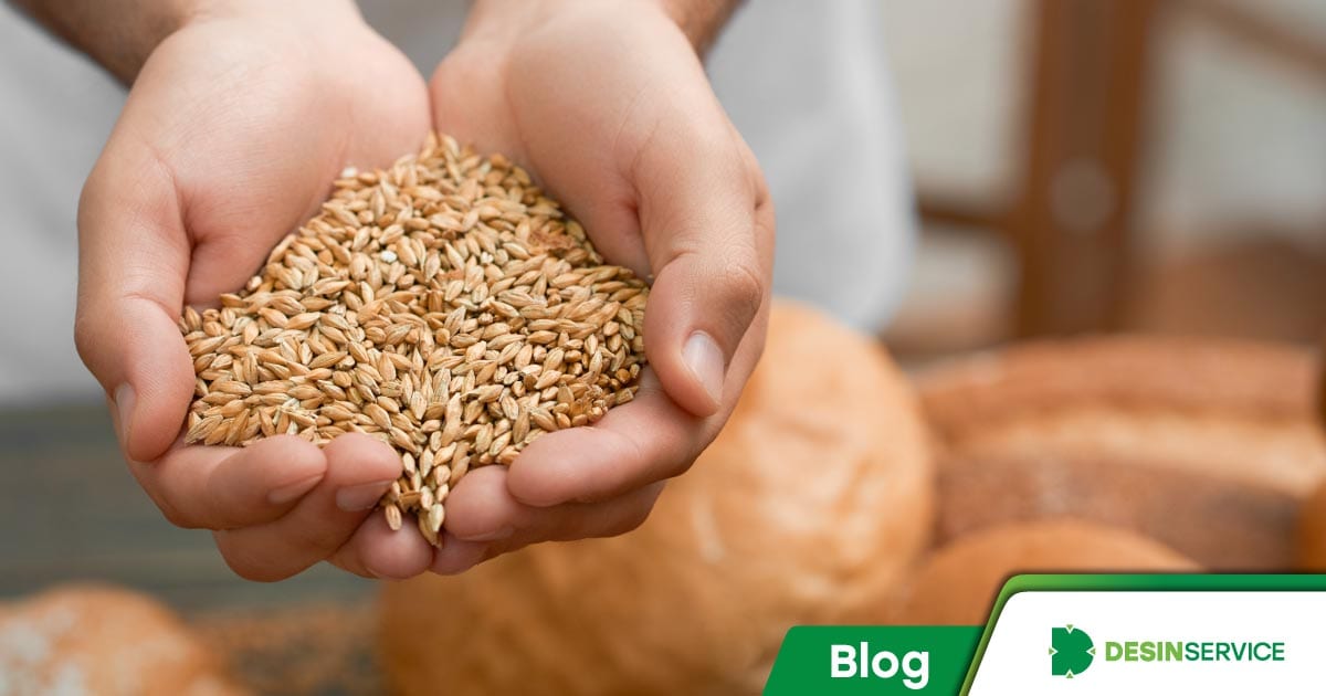 Pragas de grãos armazenados - Como evitar