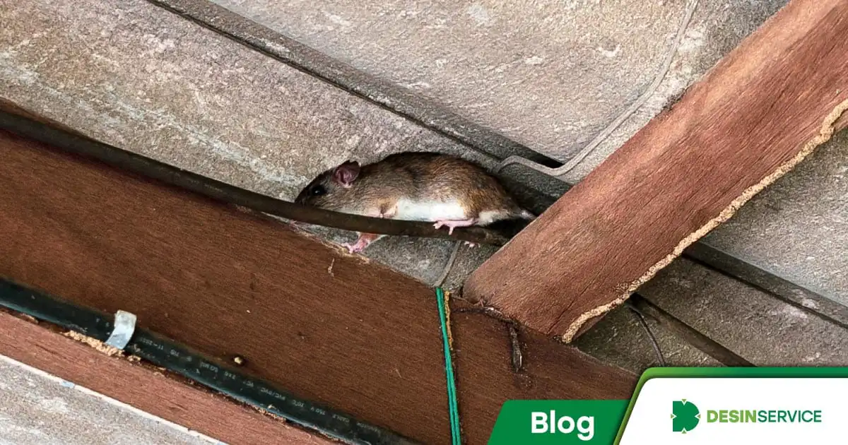 Homem encontra rato gigante no quintal de sua casa