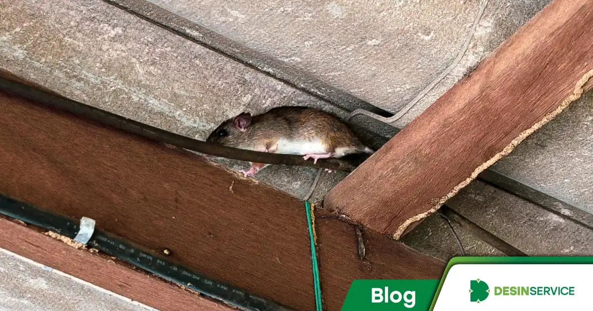 Homem encontra e captura rato gigante do tamanho de um 'cachorro