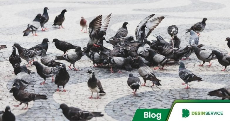 Controle de pombos em Porto Alegre: veja quando contratar