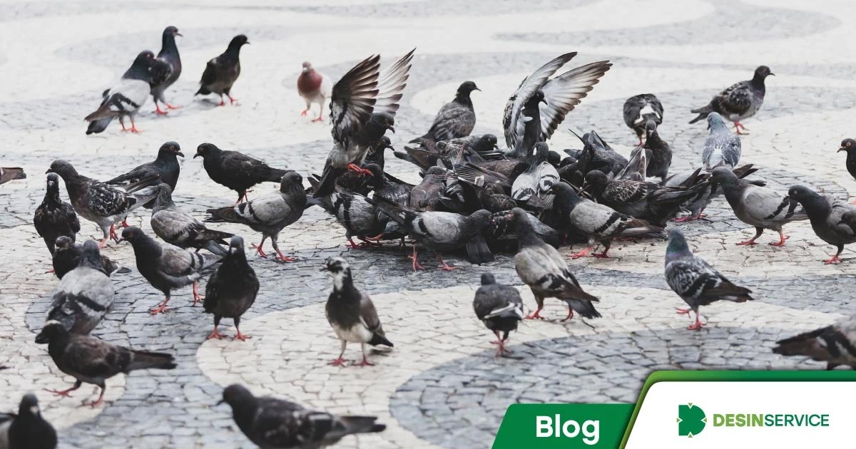 Pombo enxadrista e falácias argumentativas e um desabafo