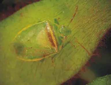 Percevejo-verde-pequeno (Piezodorus guildinii