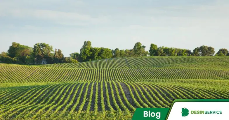 Percevejo-verde: aprenda a proteger sua colheita contra a praga