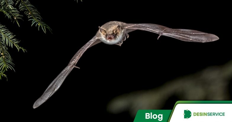 Controle ou dedetização de morcegos: qual serviço procurar?