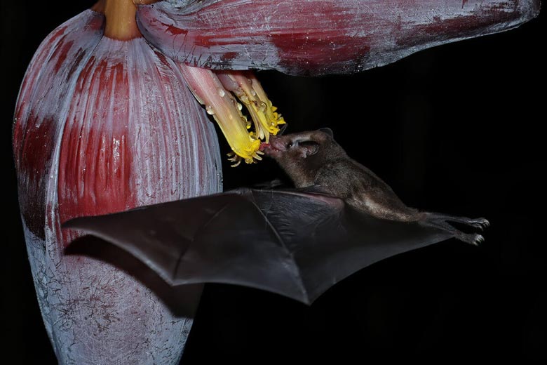 Morcego polonizando bananeira