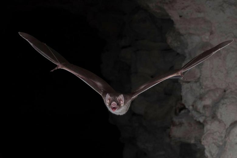 Morcego Vampiro
