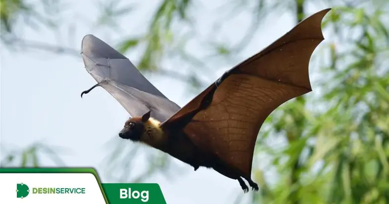 Morcegos são sempre perigosos? Saiba quando eles oferecem riscos reais