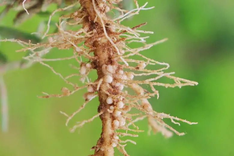 Nematóides parasitando as raízes de um vegetal
