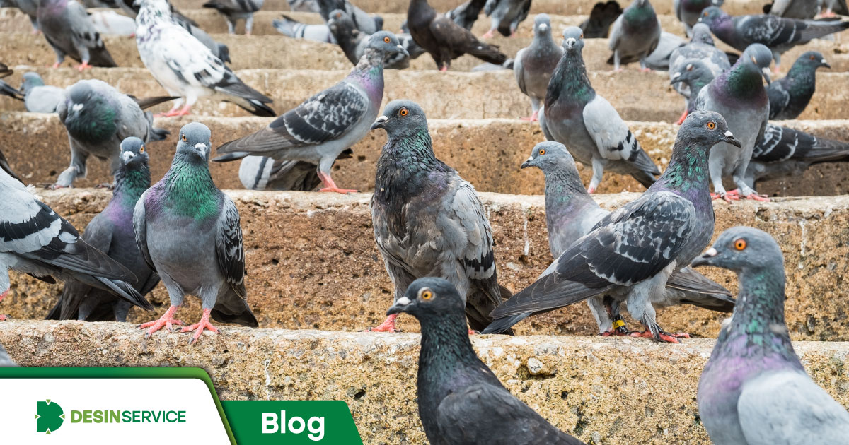 Saiba tudo sobre pombos e evite infestações