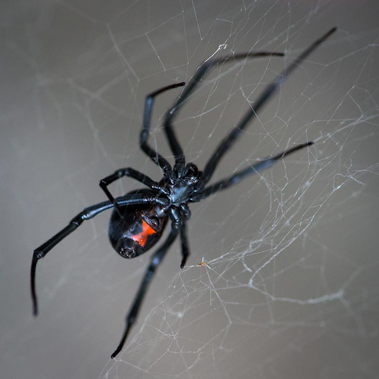 Viúva-negra (Latrodectus spp.)