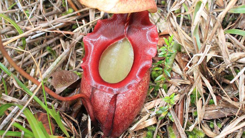 Nepenthes rajah
