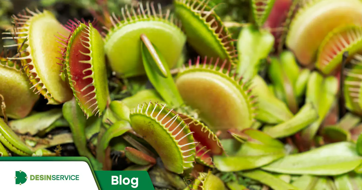 Plantas carnívoras ajudam a eliminar insetos?