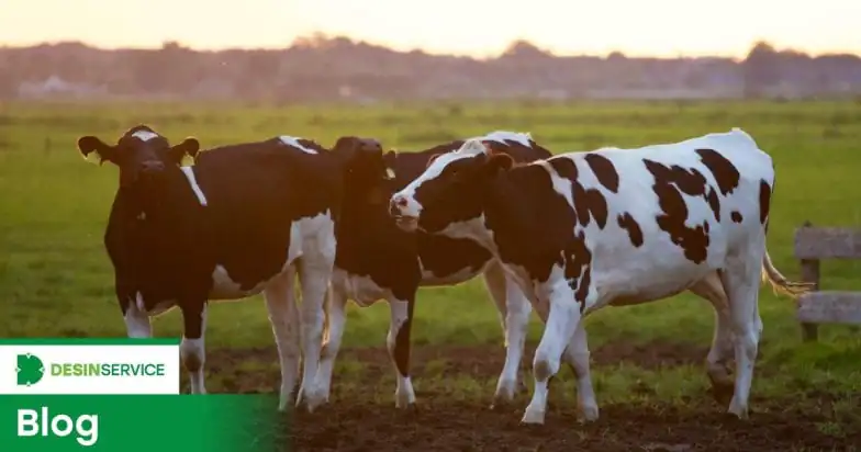 Mosca-dos-estábulos ataca o gado e prejudica a produção