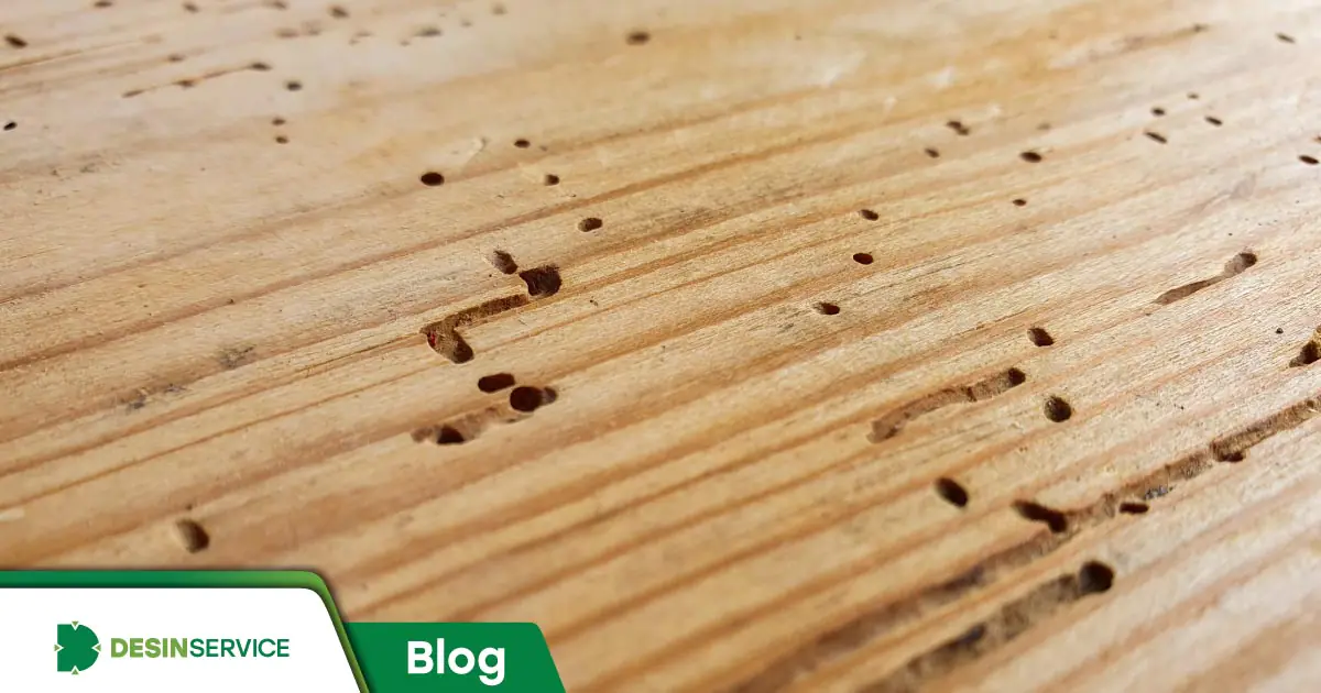 Os 5 sinais inegáveis de infestação por cupins