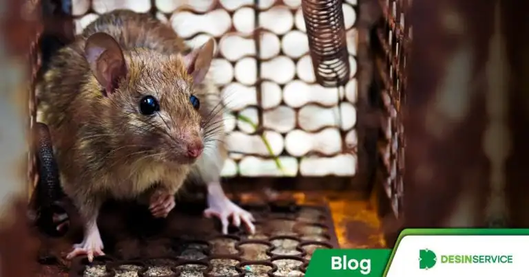 Descubra qual é a melhor armadilha para ratos