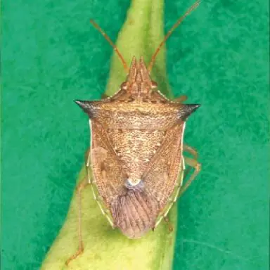 Percevejo barriga-verde (Dichelops melacanthus)
