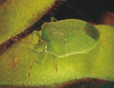 Percevejo-verde (Nezara viridula)