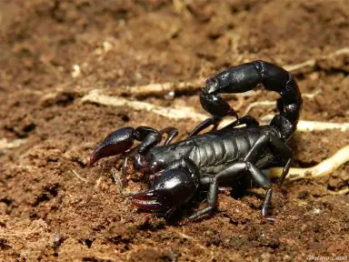 Escorpião-preto (Bothriurus bonariensis)