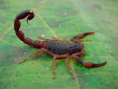 Escorpião manchado (Tityus costatus)