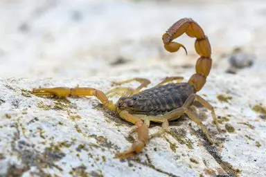 Escorpião amarelo (Tityus serrulatus)
