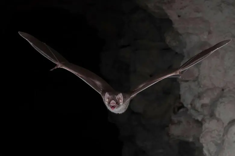 Morcego Vampiro