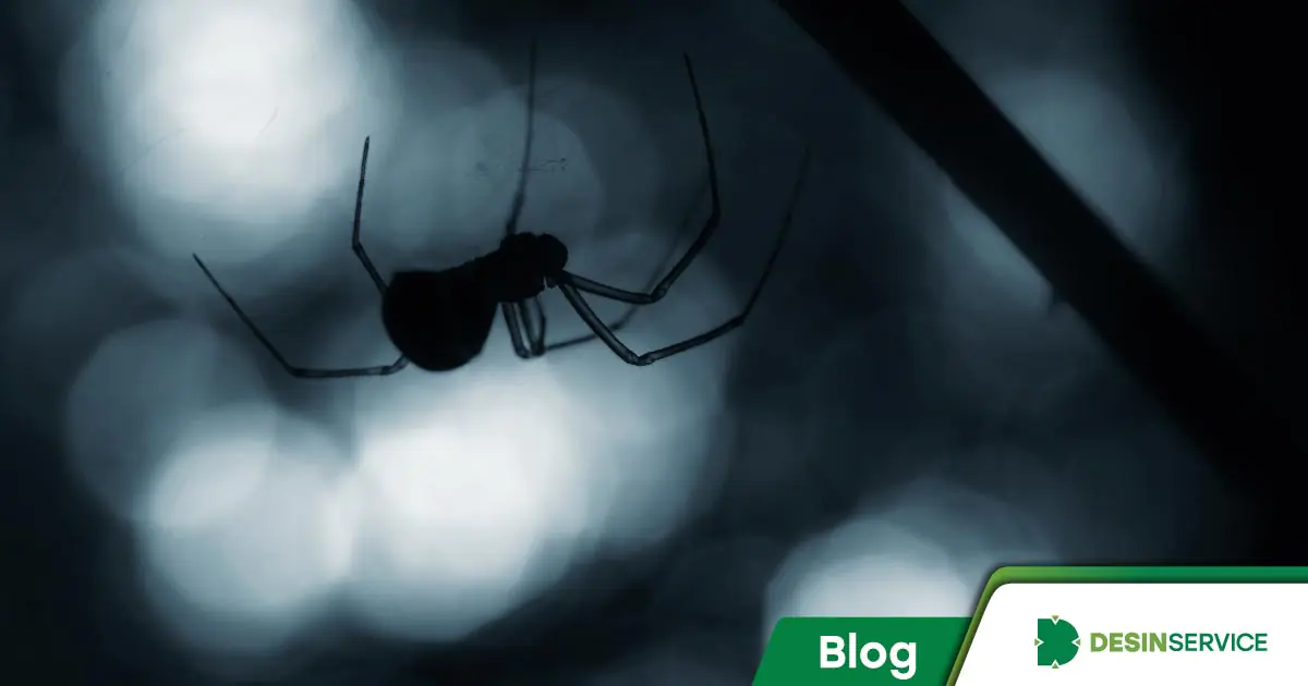Quais são as aranhas mais perigosas do Rio Grande do Sul?