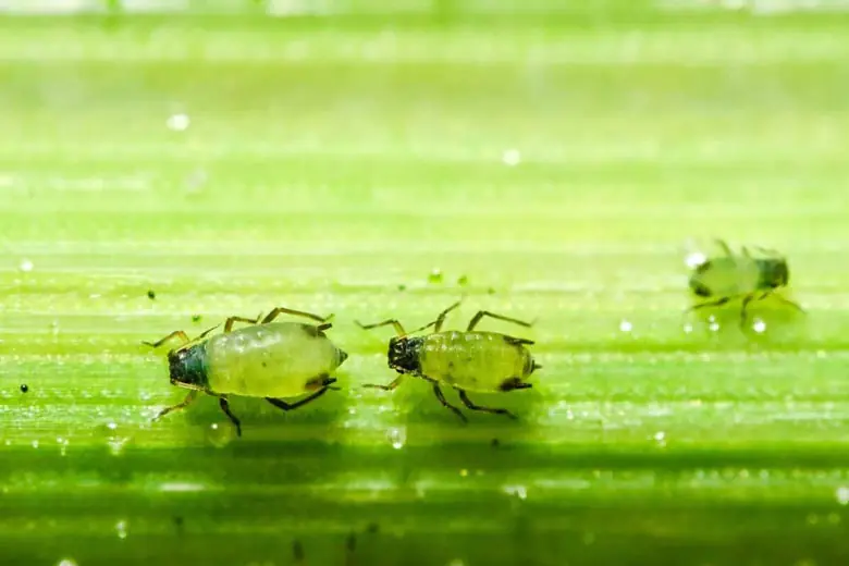 Pulgões se alimentando de um vegetal