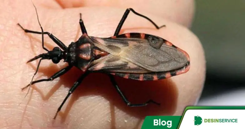 Inseto barbeiro e os perigos da doença de Chagas
