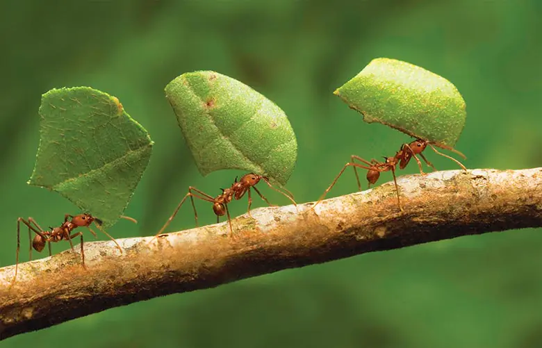 Formigas cortadeiras carregando folhas