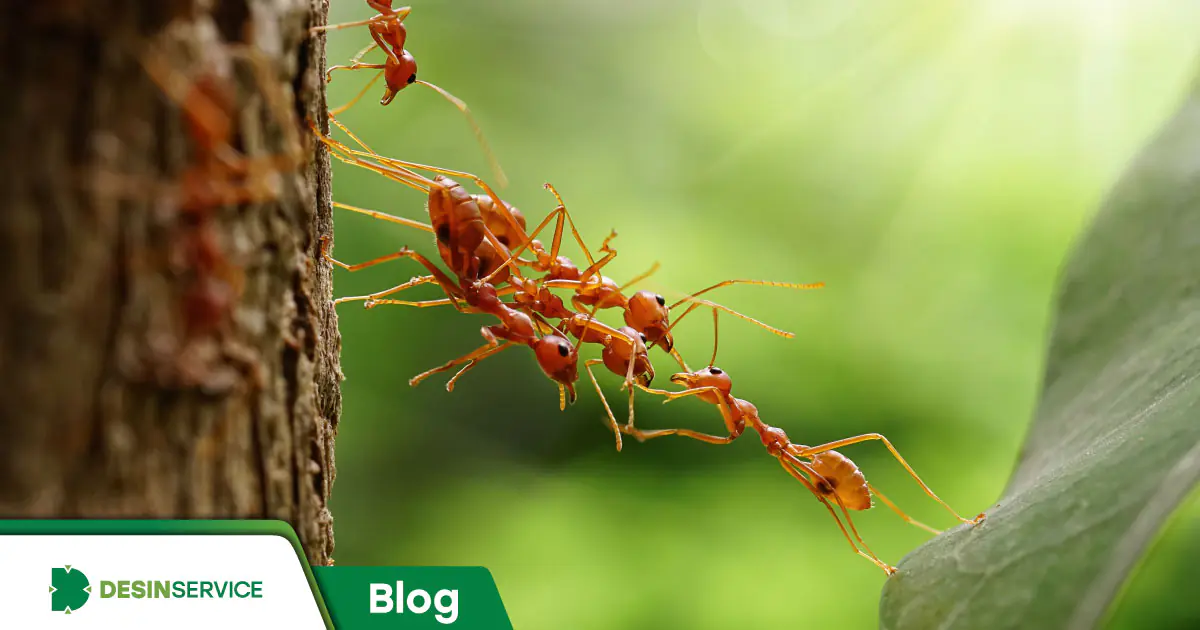 Curiosidades sobre formigas que vão surpreender você