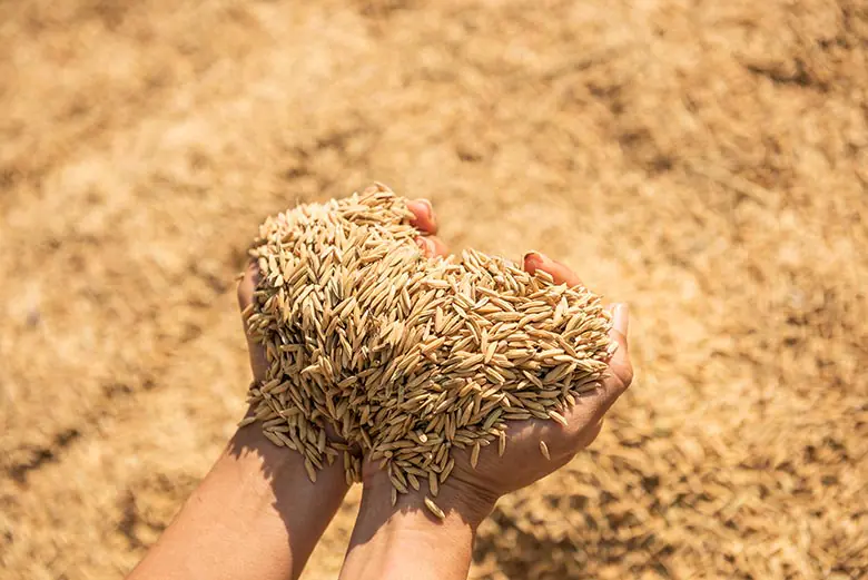 Produtora manejando arroz armazenado