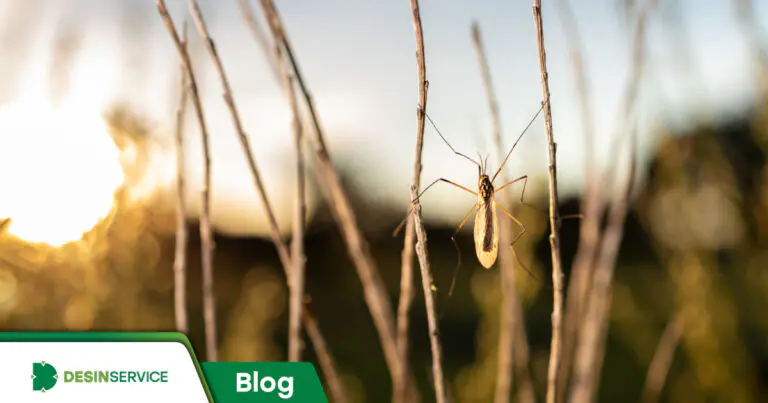 Entenda o que acontece com os insetos no calor do verão