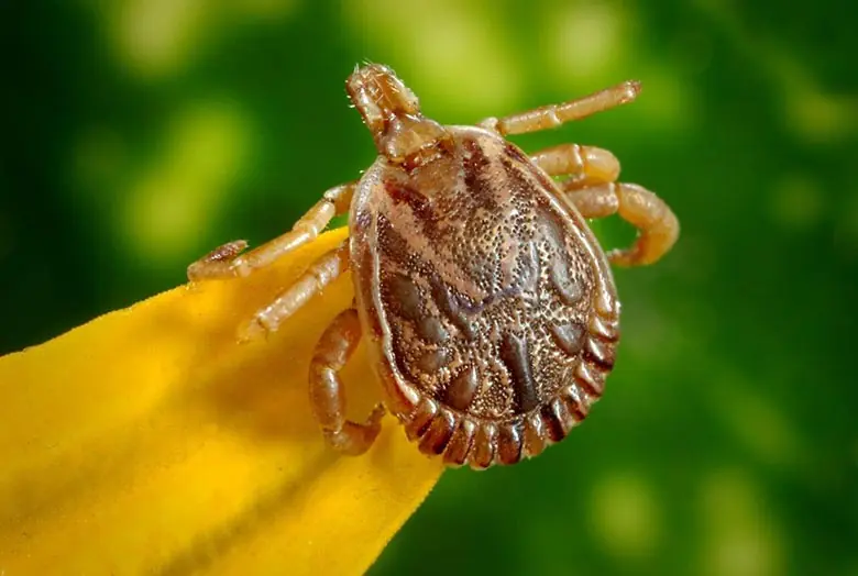 Carrapato-estrela (Amblyomma cajennense)
