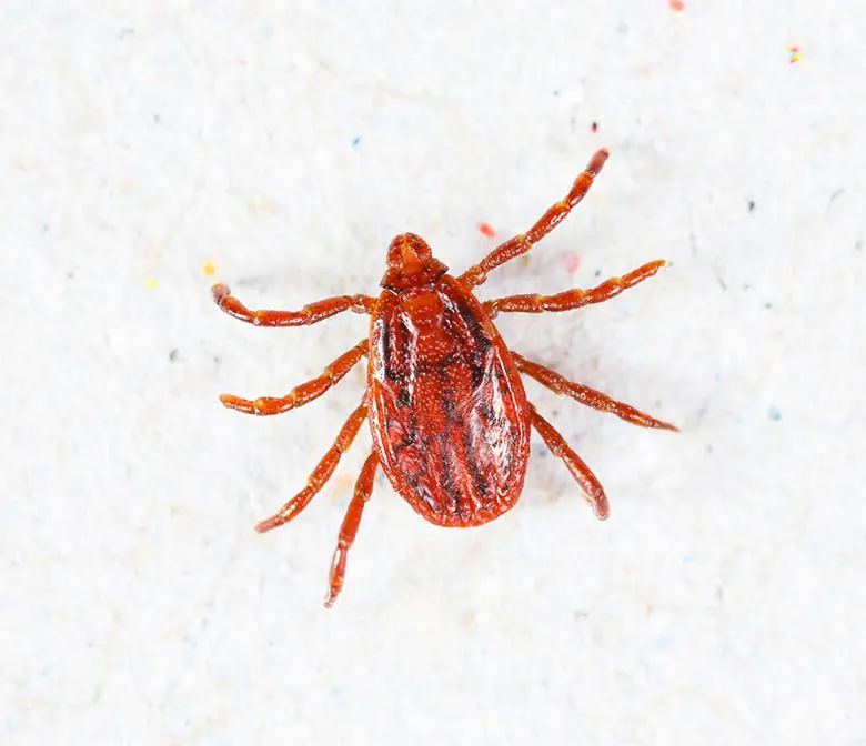Carrapato marrom (Rhipicephalus sanguineus)
