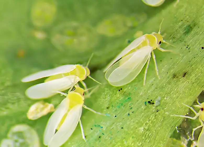 Mosca-branca (Bemisia tabaci)