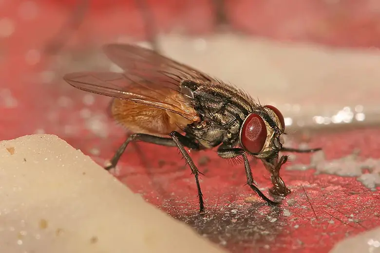 Mosca-doméstica (Musca domestica)